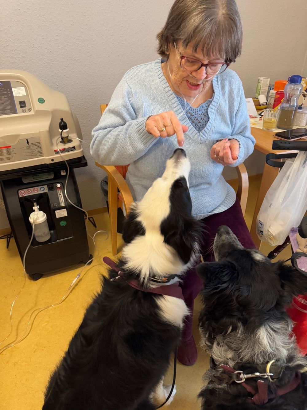Besuchshunde Finley und Elvis im Haus Antonius