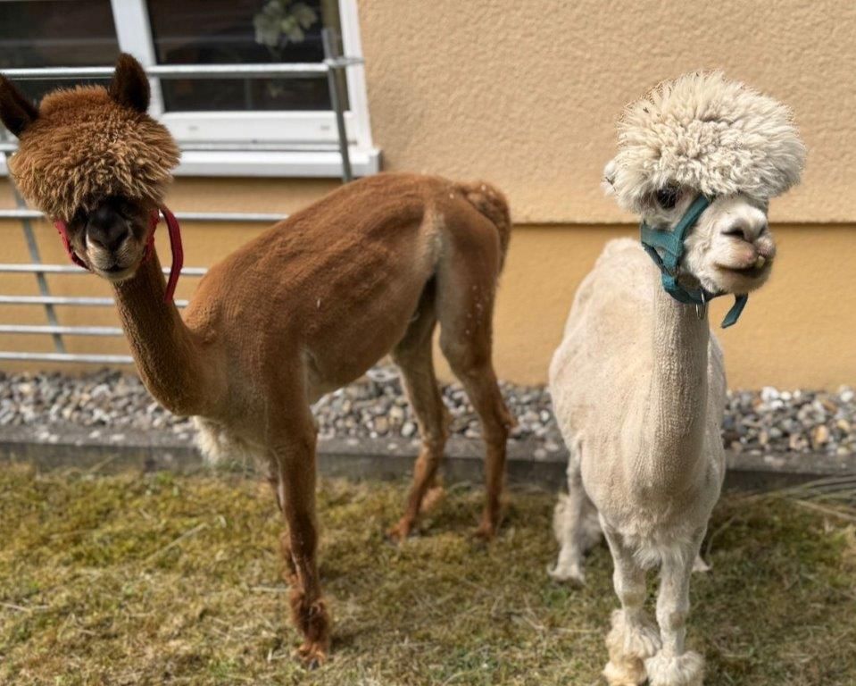 Zirkus Bravissimo im Haus Lukas