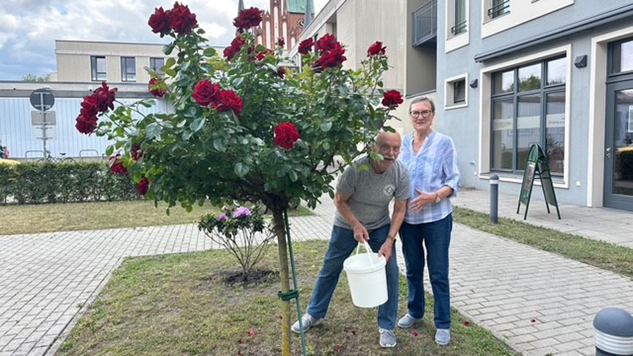 Patenschaft für einen Rhododendronstrauch