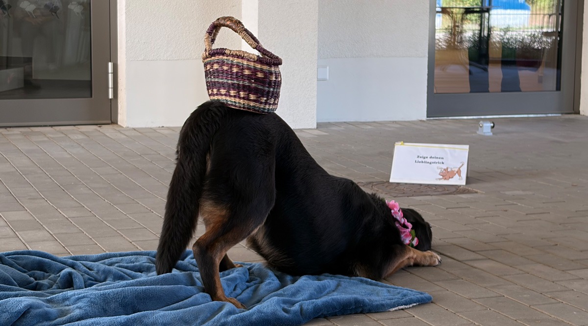 Therapiehunde in der Tagespflege Eberswalde
