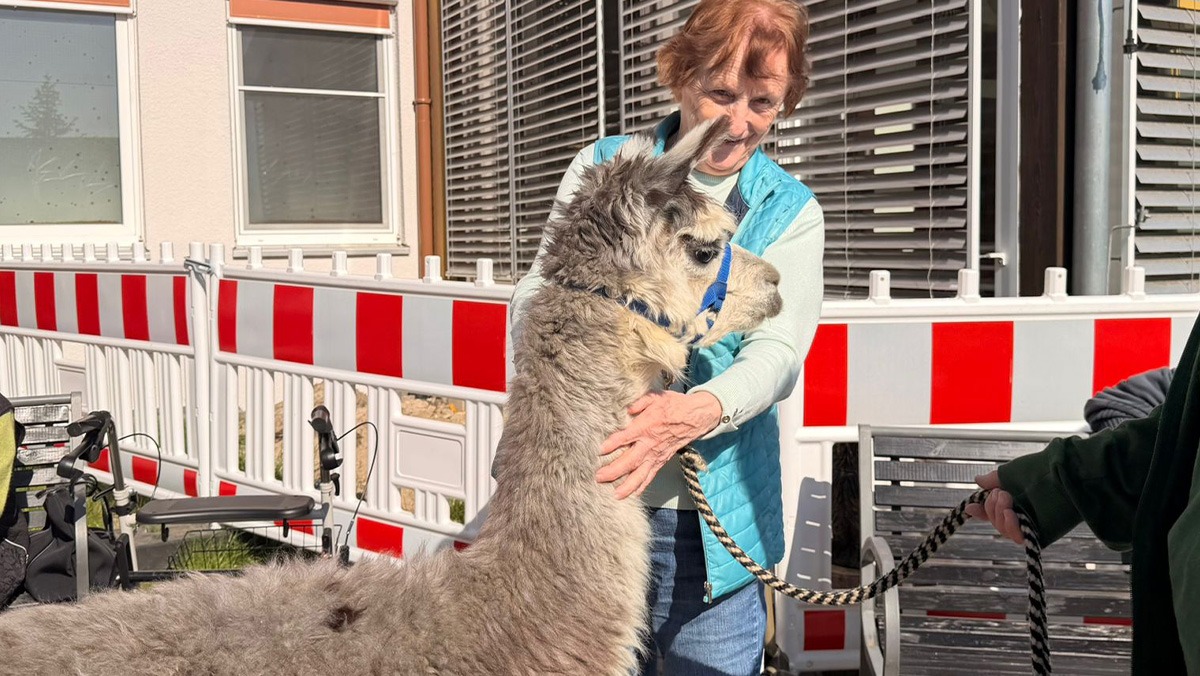 Two young alpacas visited the senior citizens' residence in Grebs