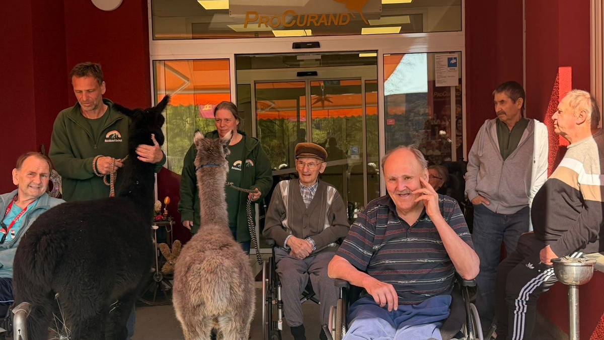 In Grebs, the senior citizens were visited by alpacas