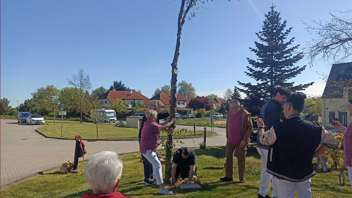 Aufstellen des Maibaums in Grebs