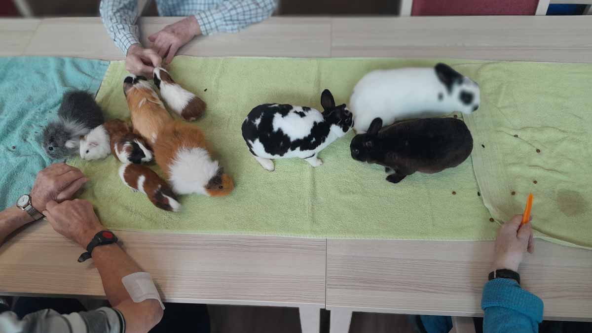 Rabbits visit the day care centre in Halle