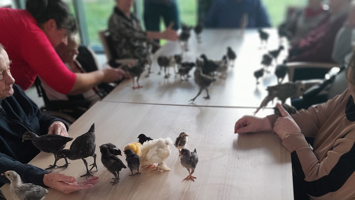 Senior*innen mit Oserküken in der Tagespflege Halle
