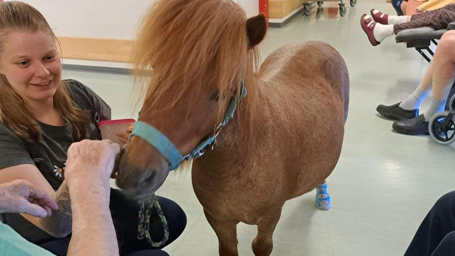 Therapiepony bei der ProCurand Lam