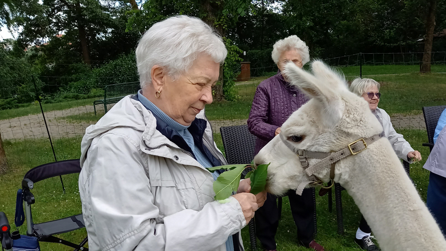 Str-Alpakasbesuch-1.jpg