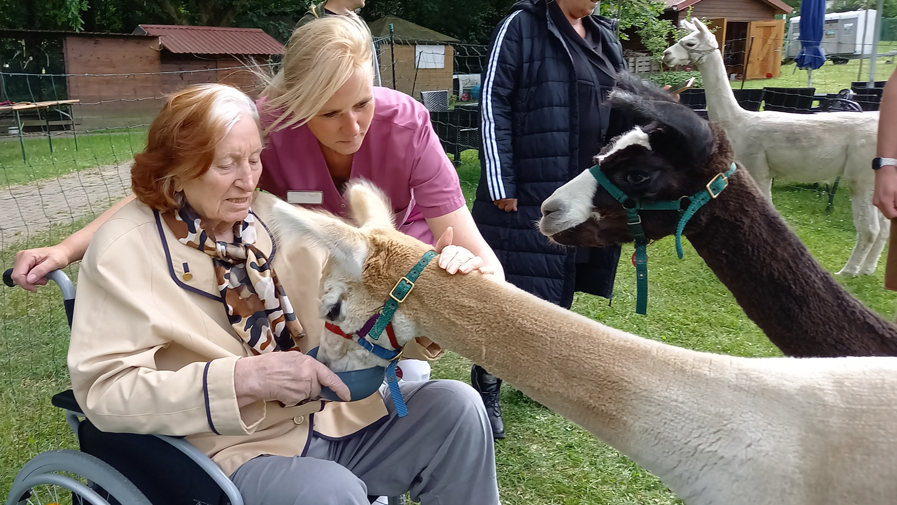 Str-Alpakasbesuch-2jpg.jpg