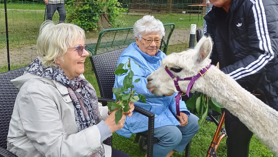 Alpakas zu Besuch im Drosselweg in Strausberg